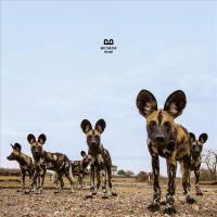 Balthazar - Wrong Vibration.flac