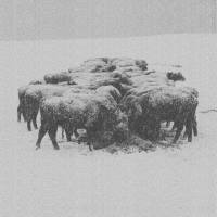 Bvdub - Ten Times the World Lied (2020)