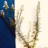 Riton La Baston - Veni Vidi Vie De Chiotte FR 2019 FLAC