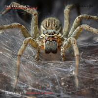 VA - Nine Years Of Techno - Selected by Diarmaid O Meara 2019 FLAC