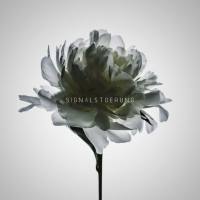 Signalstoerung - A (2021) Hi-Res