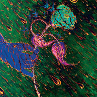 Grave Flowers Bongo Band - Strength of Spring (2021) HD