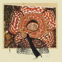 David Fenech & Klimperei - Rainbow de Nuit 2021 FLAC