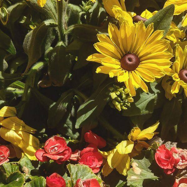 SE - The Garden We Shared