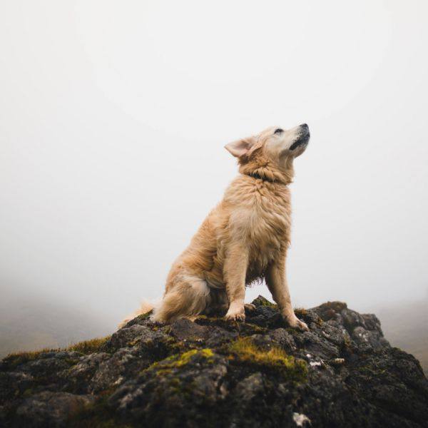 Michael McBroom - Tranquil Bright (2022) FLAC