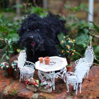 Babehoven - Nastavi, Calliope 2021  CD Rip